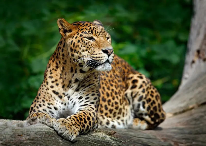 sri-lankan-leopard-panthera-pardus-kotiya-big-spotted-cat-lying-tree-nature-habitat-yala-national-park-sri-lanka-67952131